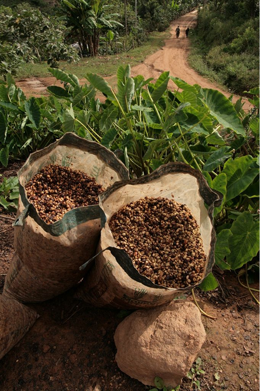 Peru Decaf